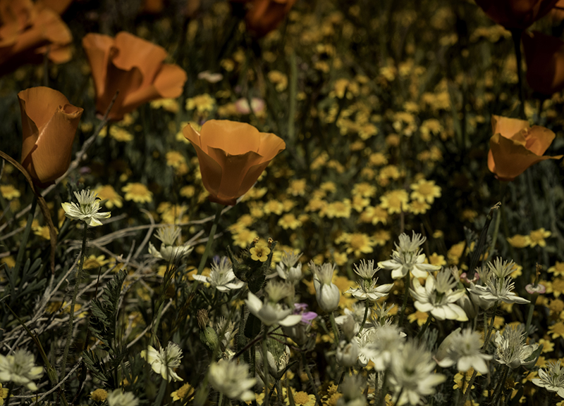 Poppies popping among more colorful blooms in a "good year,". by Jane Simpson