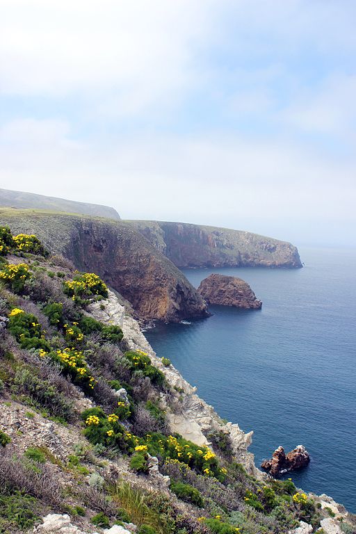 A rocky cliff drops off to the ocean in the background, with patches of yellow flowers in the foreground. 