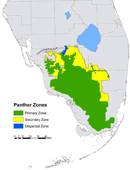 Florida Panther Protection