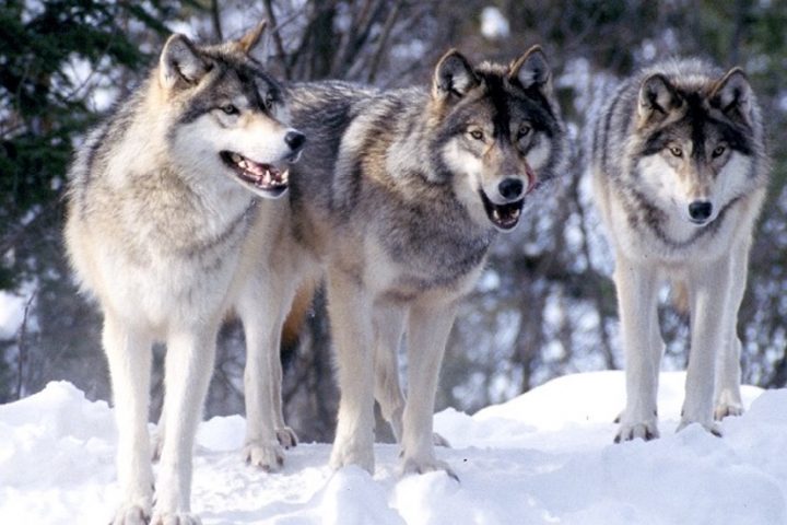 Three wolves standing in the snow