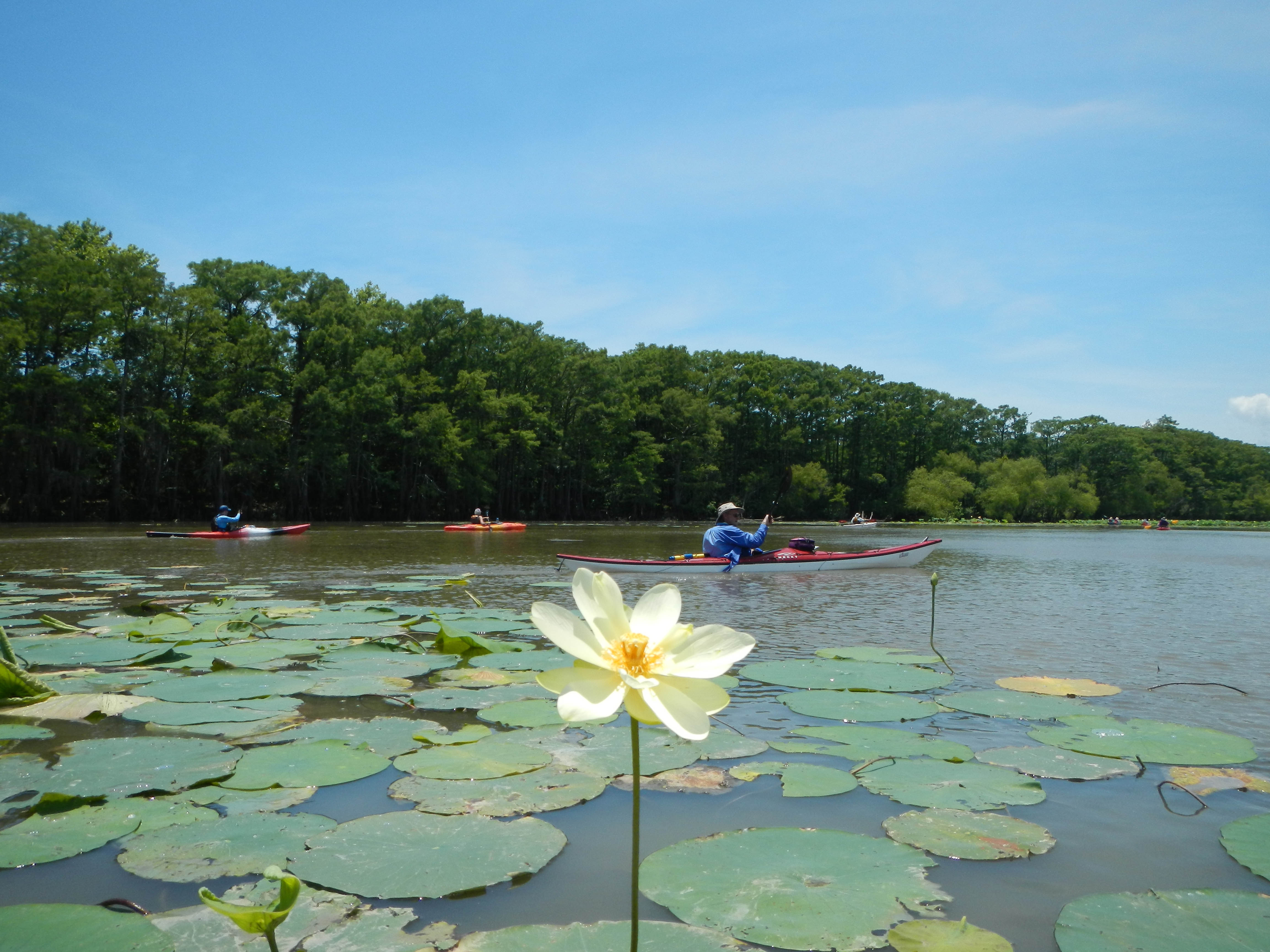 Lotus in Lake Miller by Tom Douglas