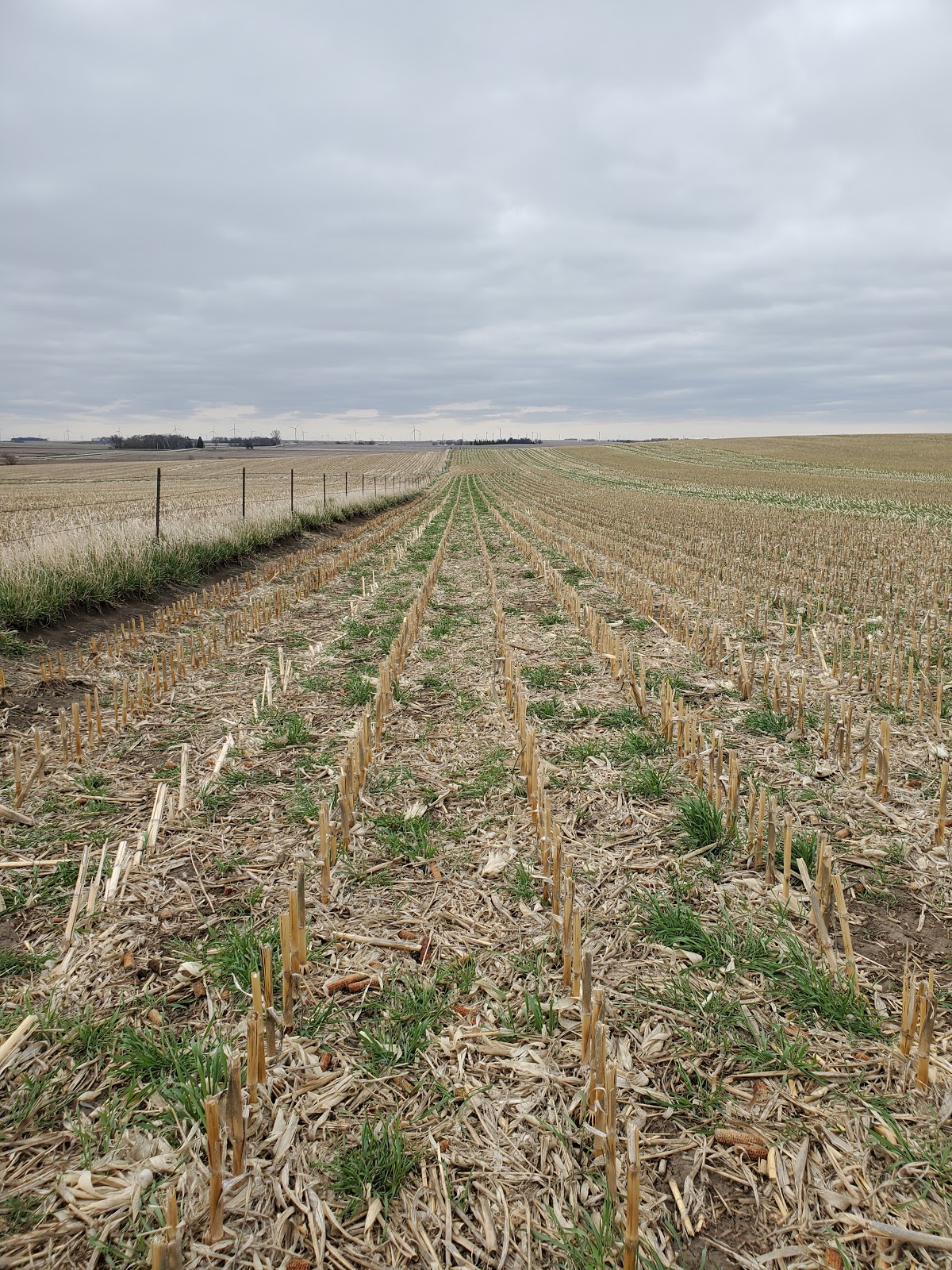 One of Tim’s fields with Winter Rye cover crops emerging.
