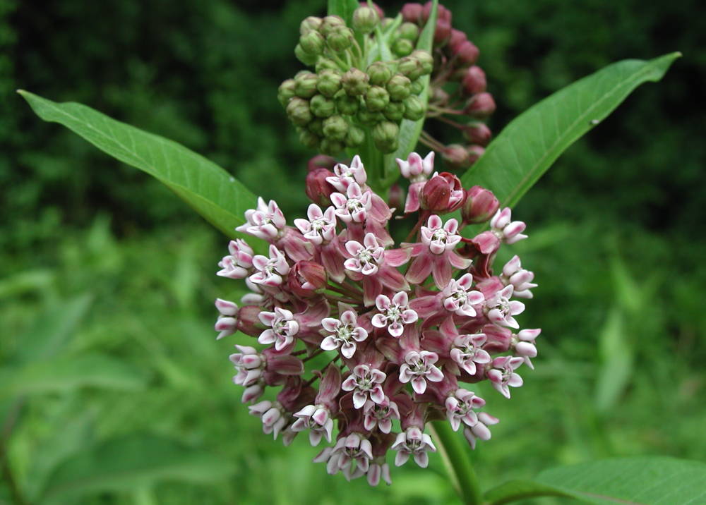 native-plants-for-wildlife-sierra-club