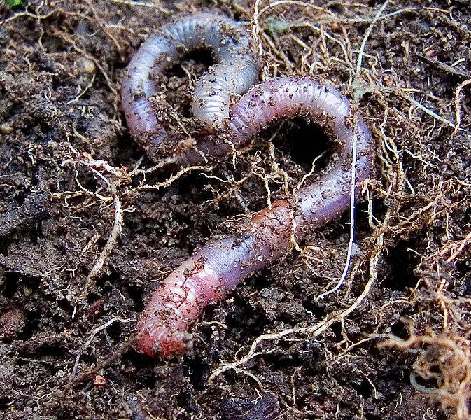 three-shocking-facts-about-earthworms-sierra-club