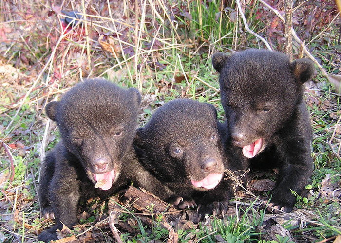Louisiana black bear cubs by Brad Young, Mississippi Department of Wildlife, Fisheries and Parks.