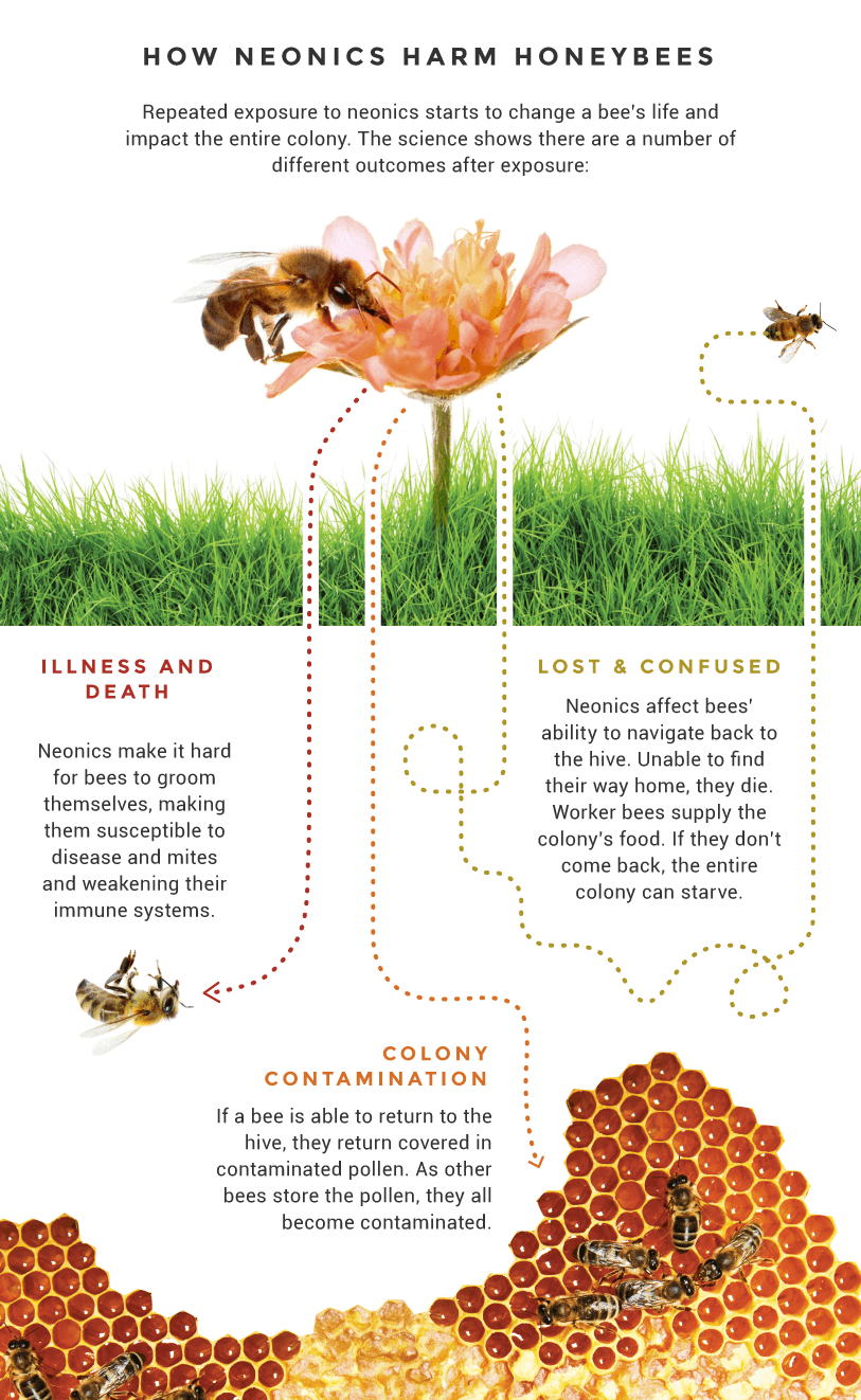 An infographic depicting how neonics kill and disorient bees