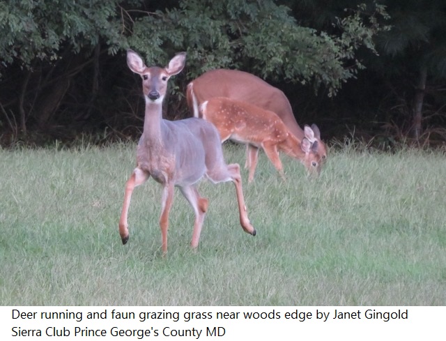 Deer running faun grazing grass edge forest Janet Gingold Sierra PGCo MD