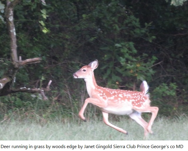 Deer running in grass by woods edge by Janet Gingold Sierra Club Prince Georges co MD.jpg