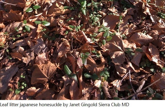 Leaf litter japanese honesuckle by Janet Gingold Sierra Club MD