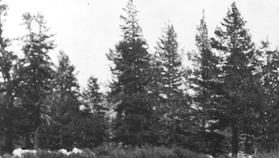 Trees from cropped portion of WaPo article picture of John Muir in nature