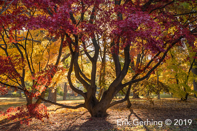 Erik Gehring - Red Japanese Maple