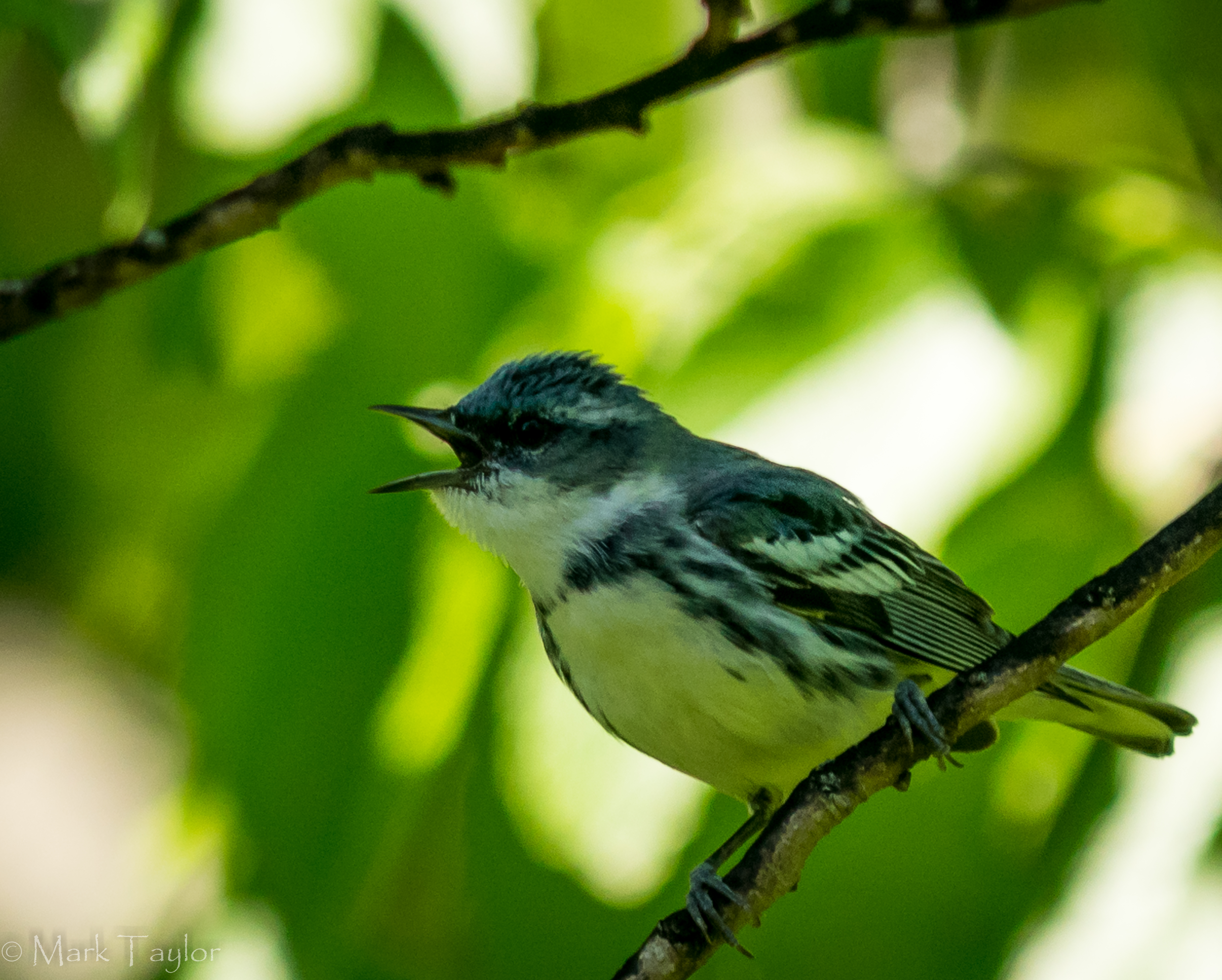 Cerulean Warbler - Photo by Mark Taylor for Randy Hedgepath