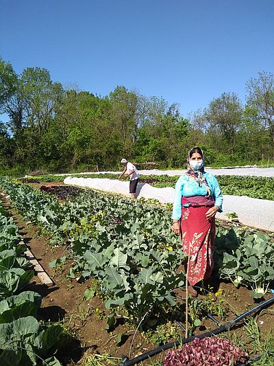 Farmer cultivating