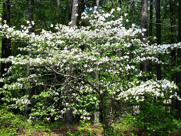 A dogwood in spring