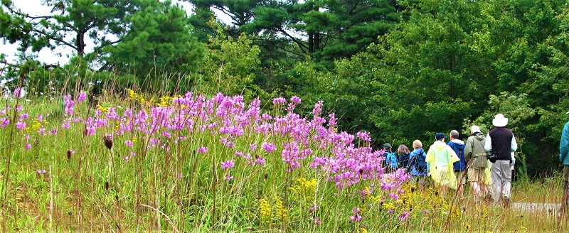 A group hiking in a field of flowers near the Blue Ridge Parkway