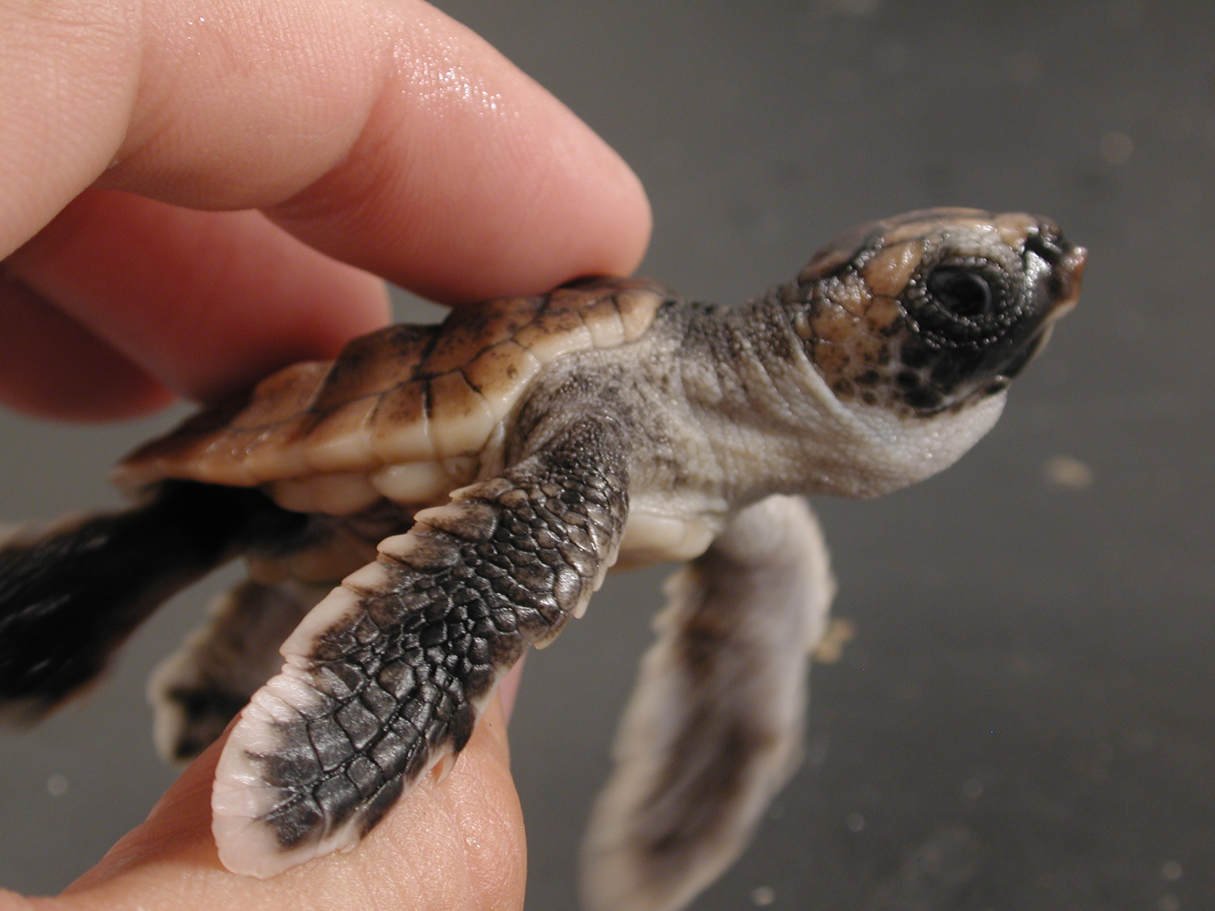 Sea turtle baby