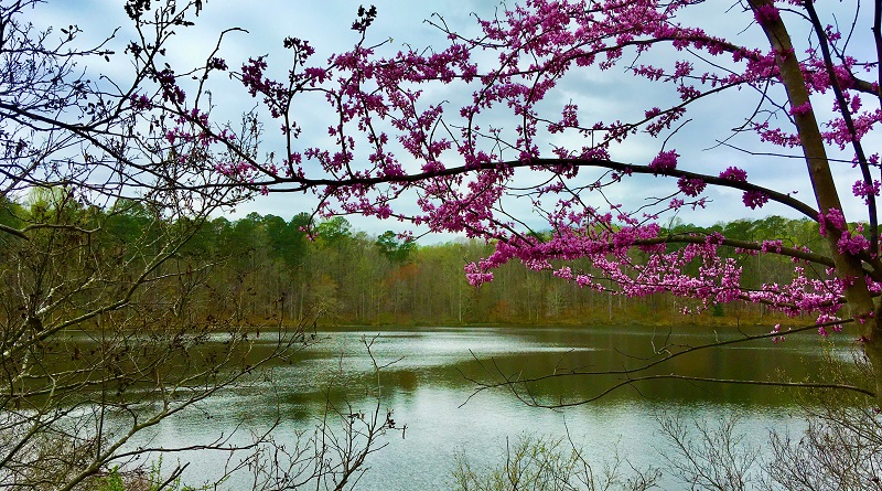 A view of Lake Crabtree in Umstead State Park, N.C.