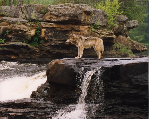 Wolf at Waterfall