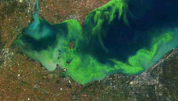 NOAA Lake Erie Algae 