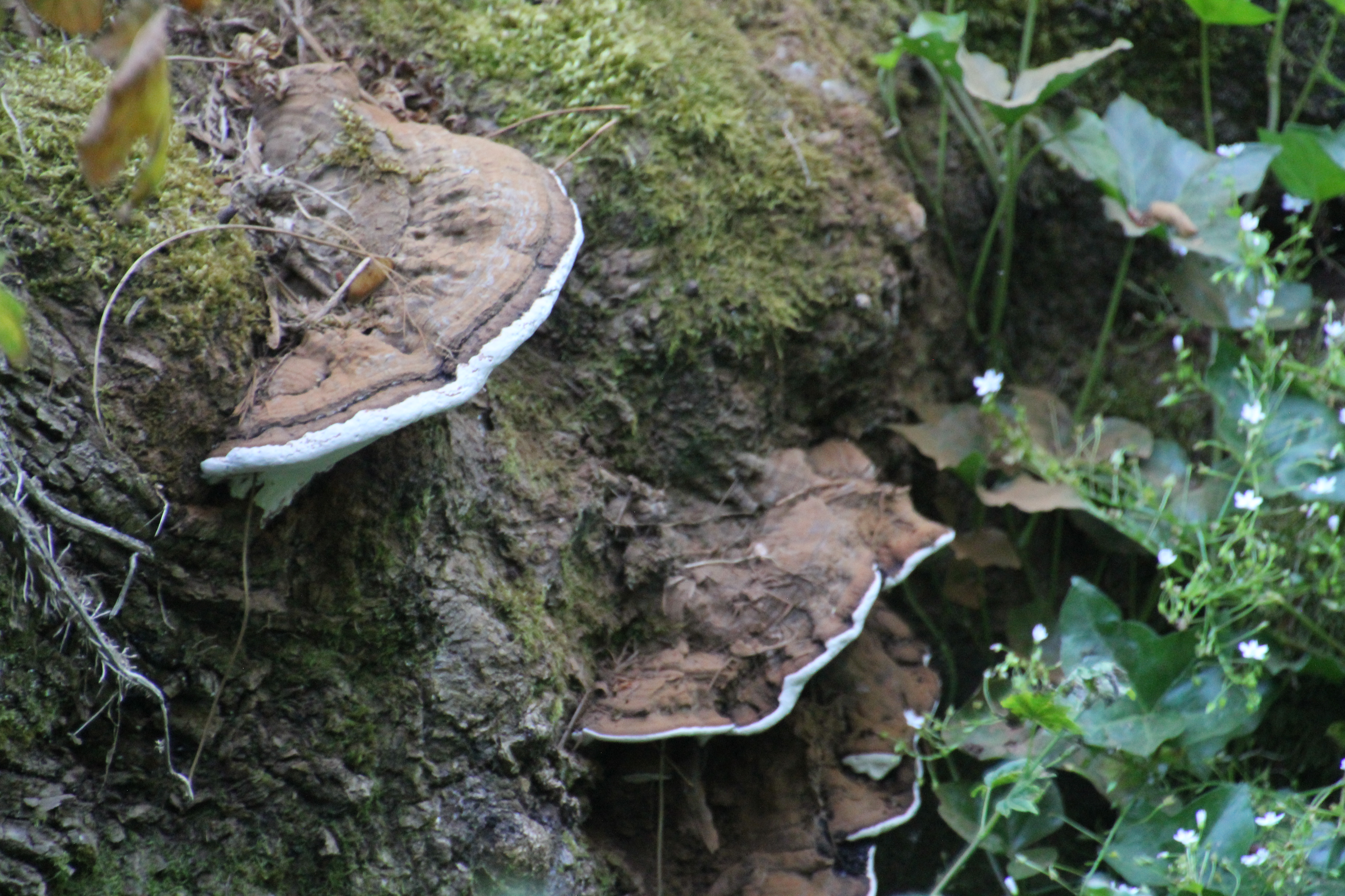 Cluster of Mushrooms on a Log