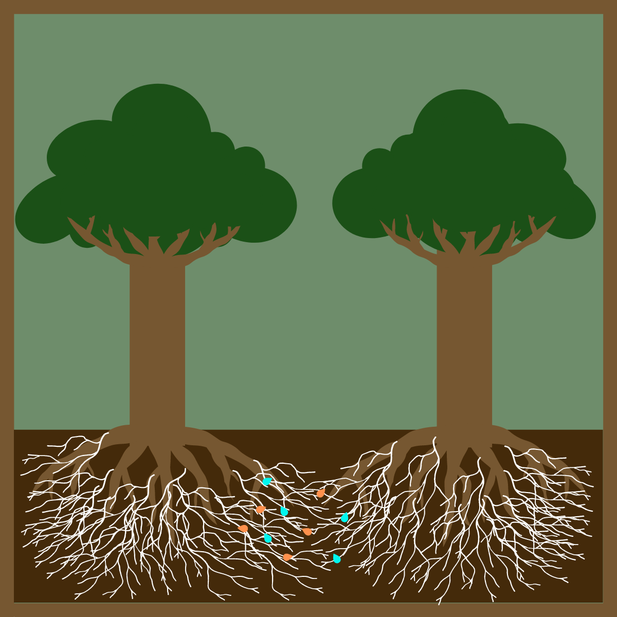 Diagram of Fungal Networks Exchanging Nutrients between Two Trees