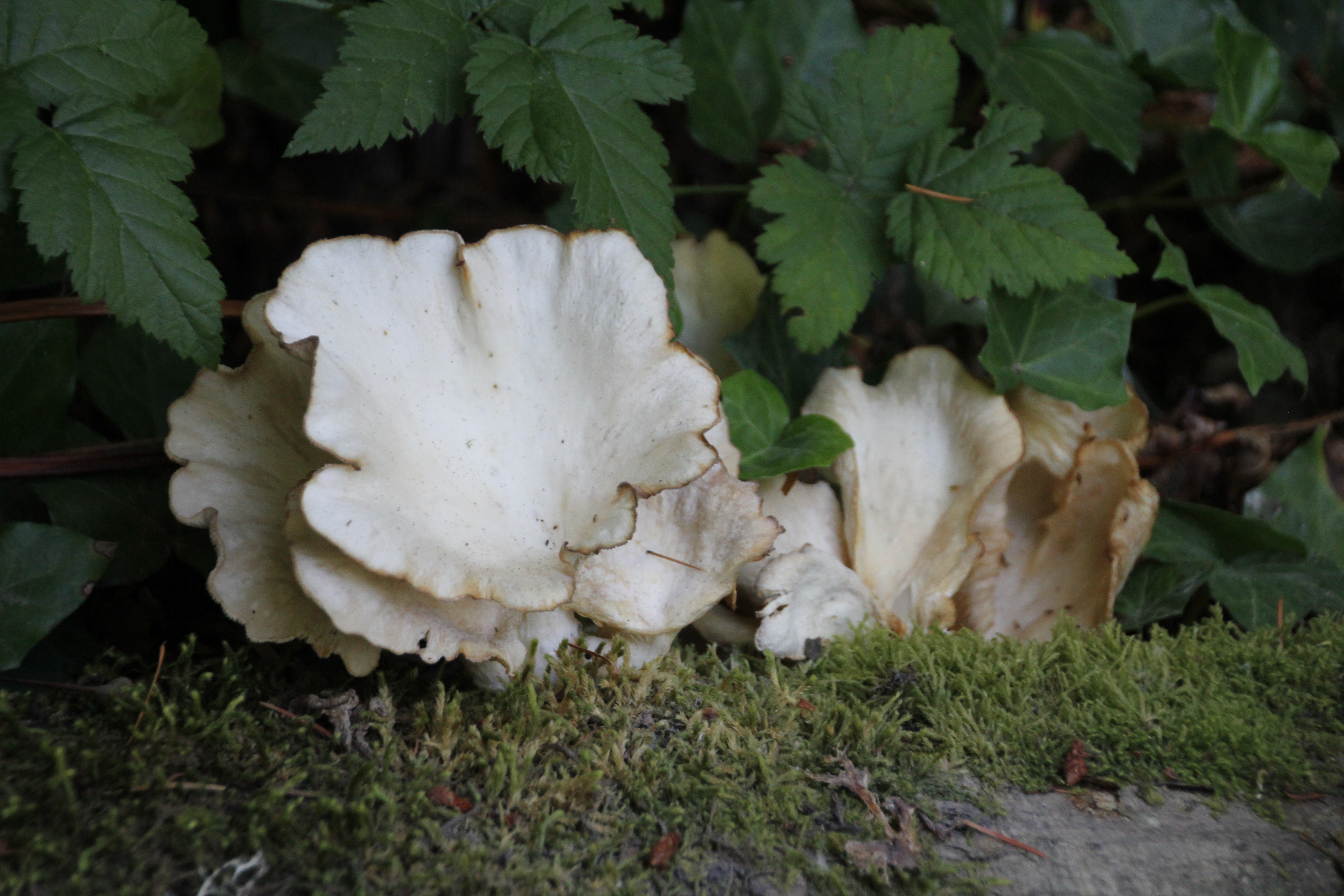 Mushrooms in Undergrowth