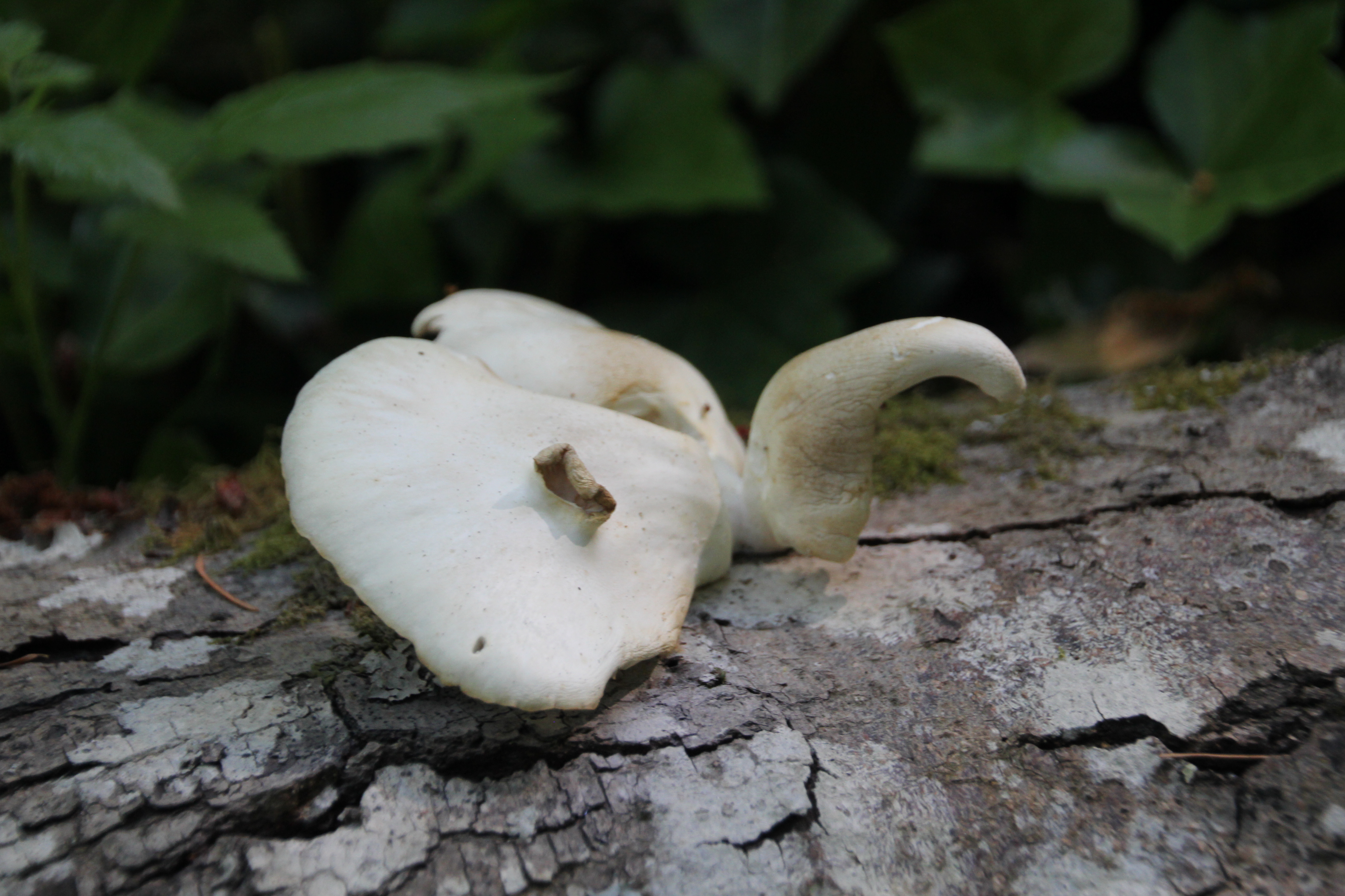 Mushroom on a Log