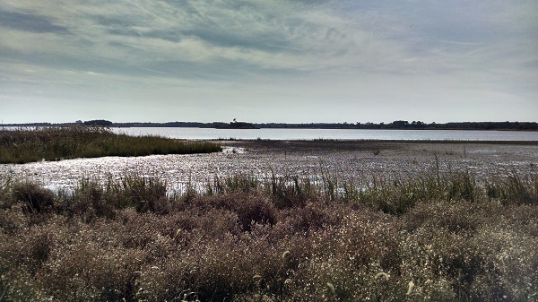 Marsh in southern Delaware