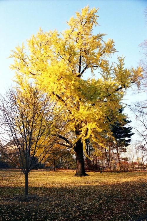 Bartram's Tree