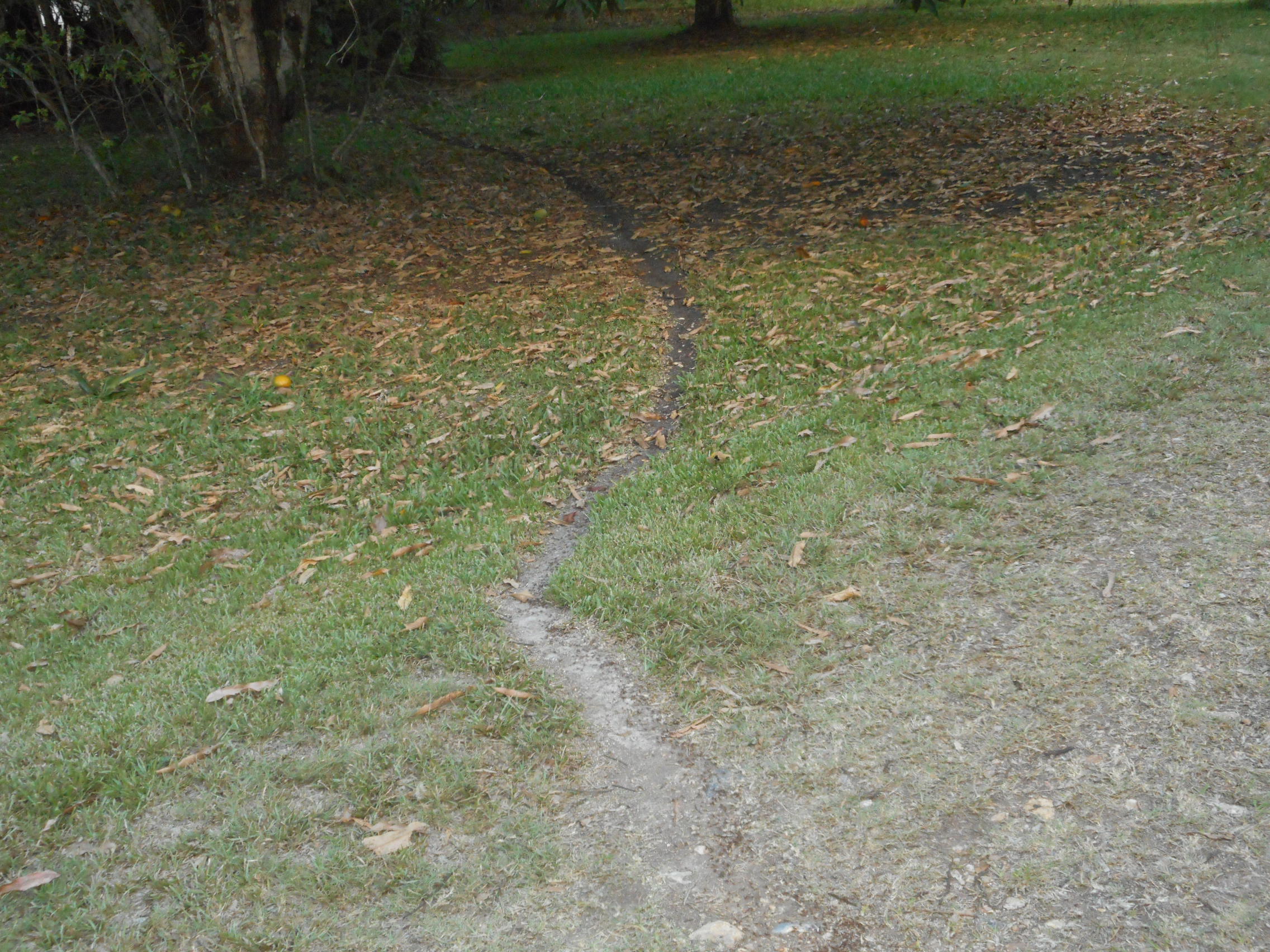 Leaf cutter ant path