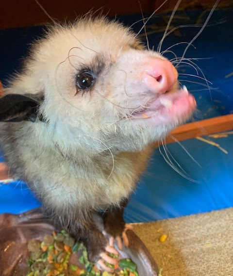 Sid Sneezer the opossum