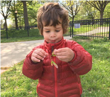 Earthing with maple seeds