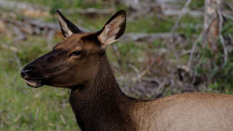 Close up of an elk with background blurred.