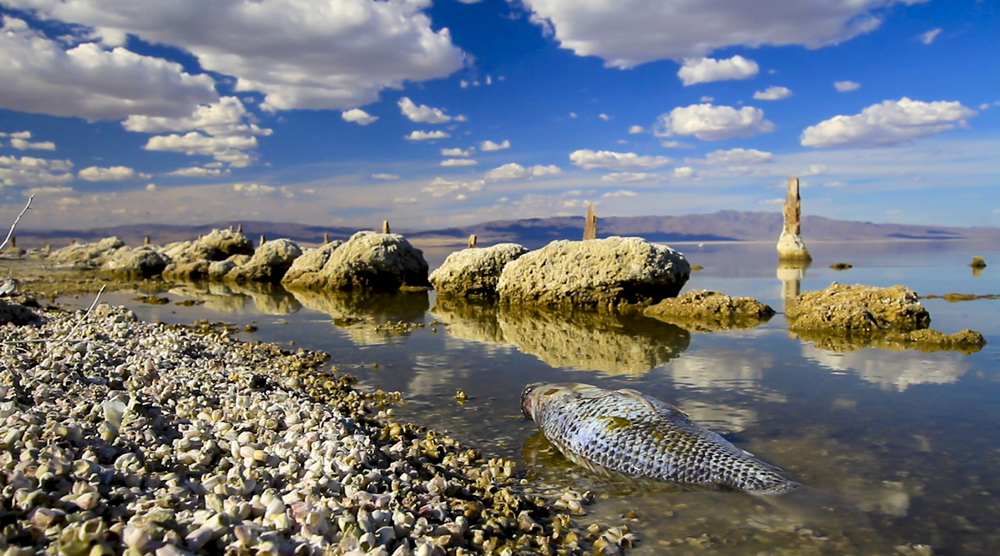 Dead Fish floating at the Salton Sea