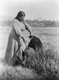 Indian woman collecting seeds