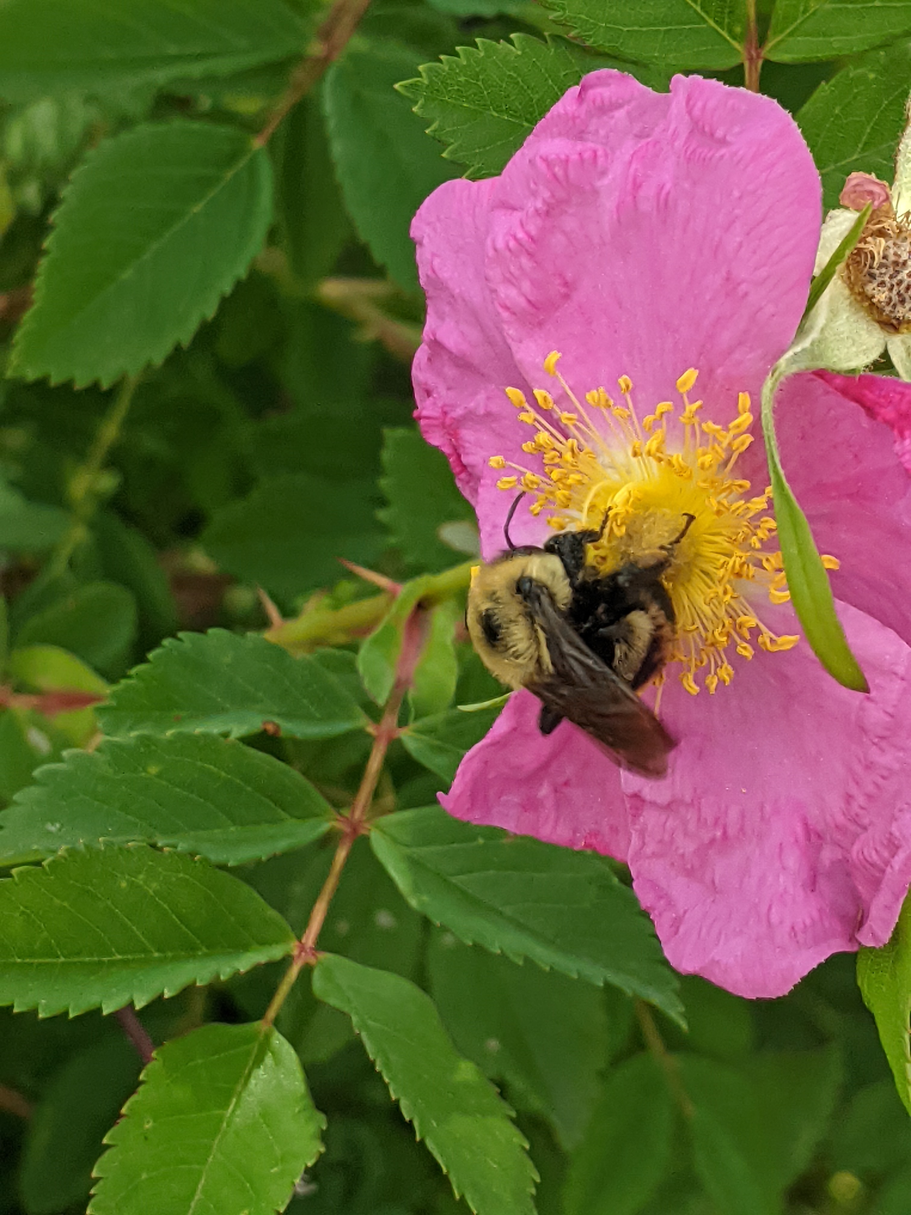 princeton-garden-bee