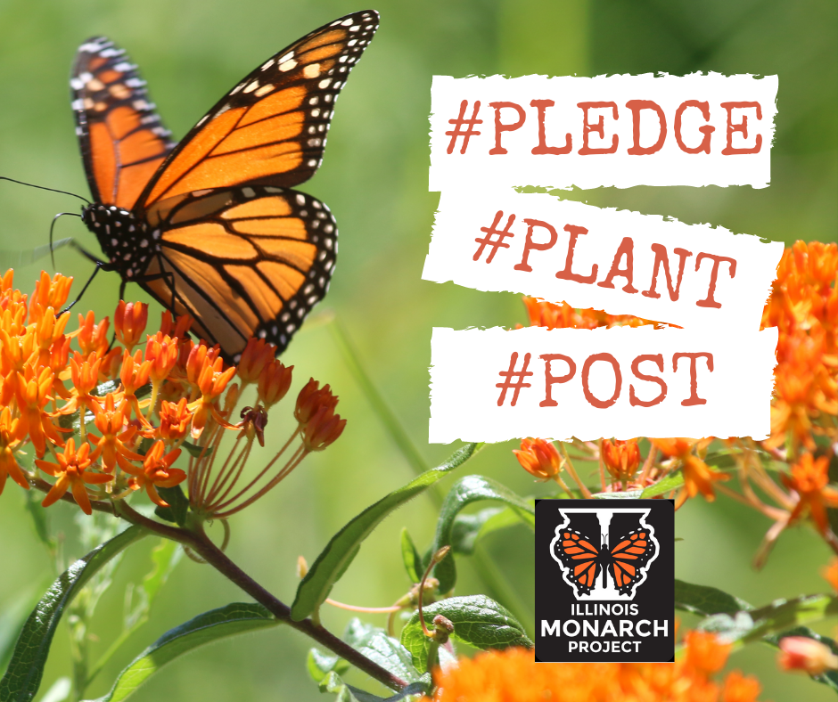 Pledge Plant Post