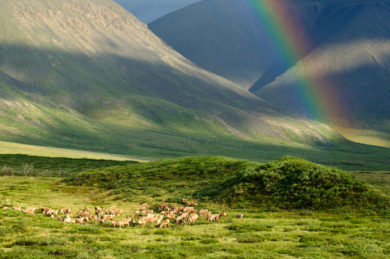 Caribou in the Arctic Refuge with a rainbow
