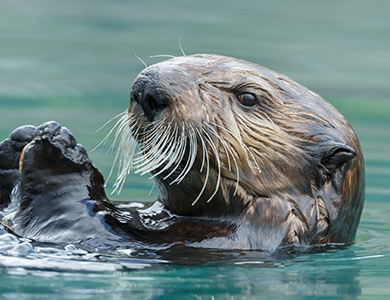 Sea Otter