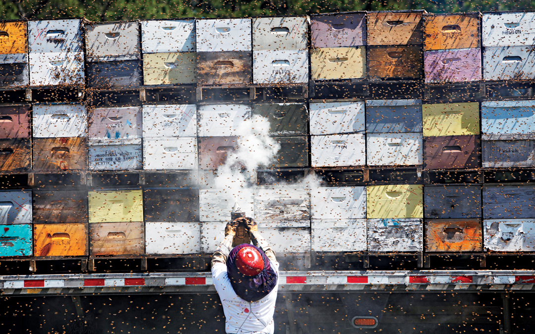 A worker at Bill Rhodes Honey Company in Umatilla, Fla. uses a smoker to calm the bees before they're unloaded off of a semi truck. About 180 hives arrived on a truck from the Fresno, Calif. area on the back of a semi for Bill Rhodes Honey Company. And th