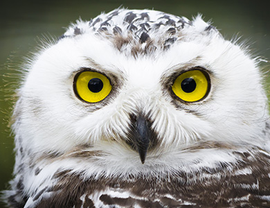 Snowy Owl