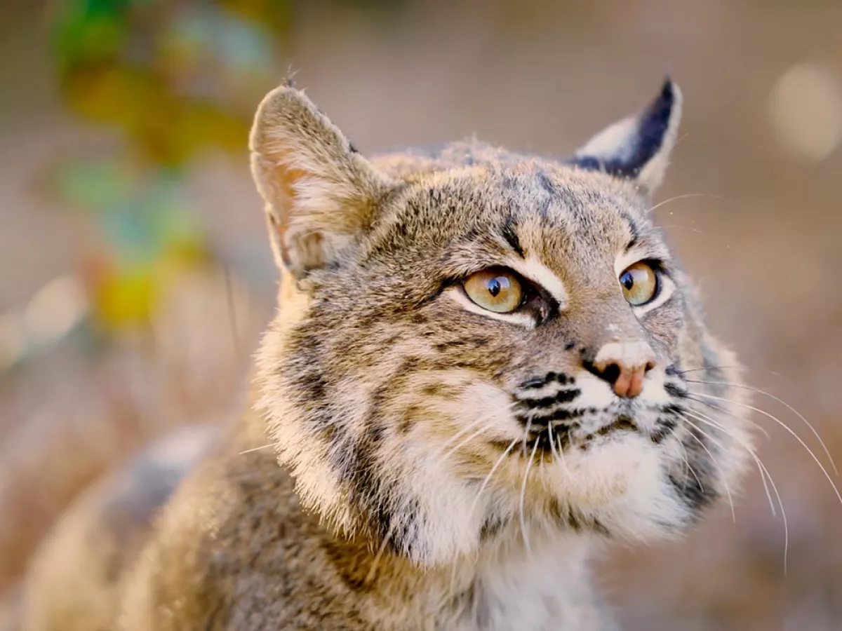 Sharp drop in bobcats on Kiawah Island causes concerns