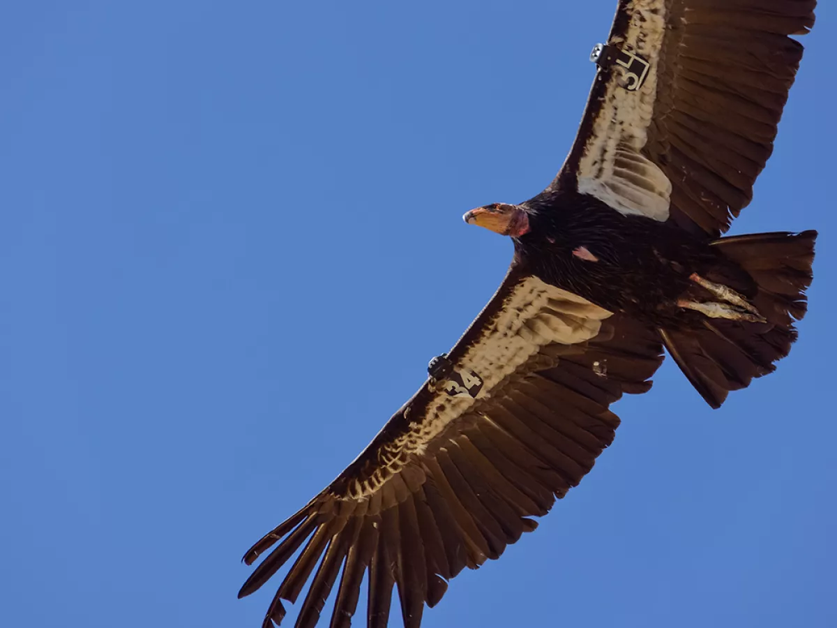 Bald eagles around the U.S. are contracting the bird flu