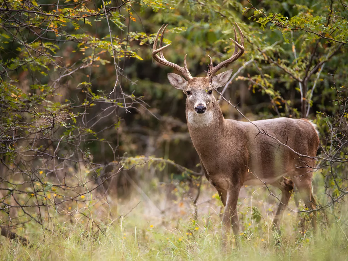 Now Mad Deer Disease Sierra Club