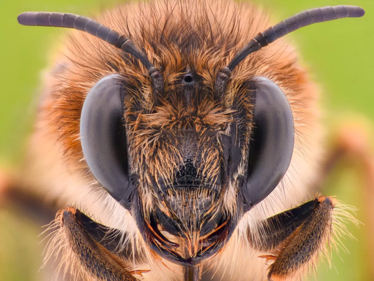 Here's all the buzz about honeybees