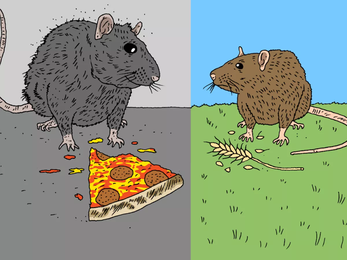 Staten Island Pizza Rats Returning in 2019