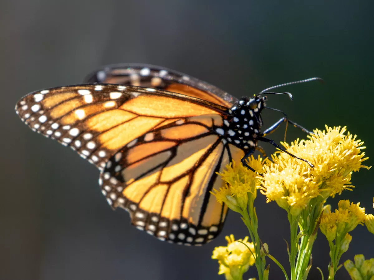 The Monarch Butterfly: South Walton's Majestic Mascot - 30A