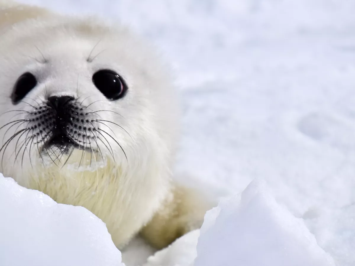 cute white seal pups