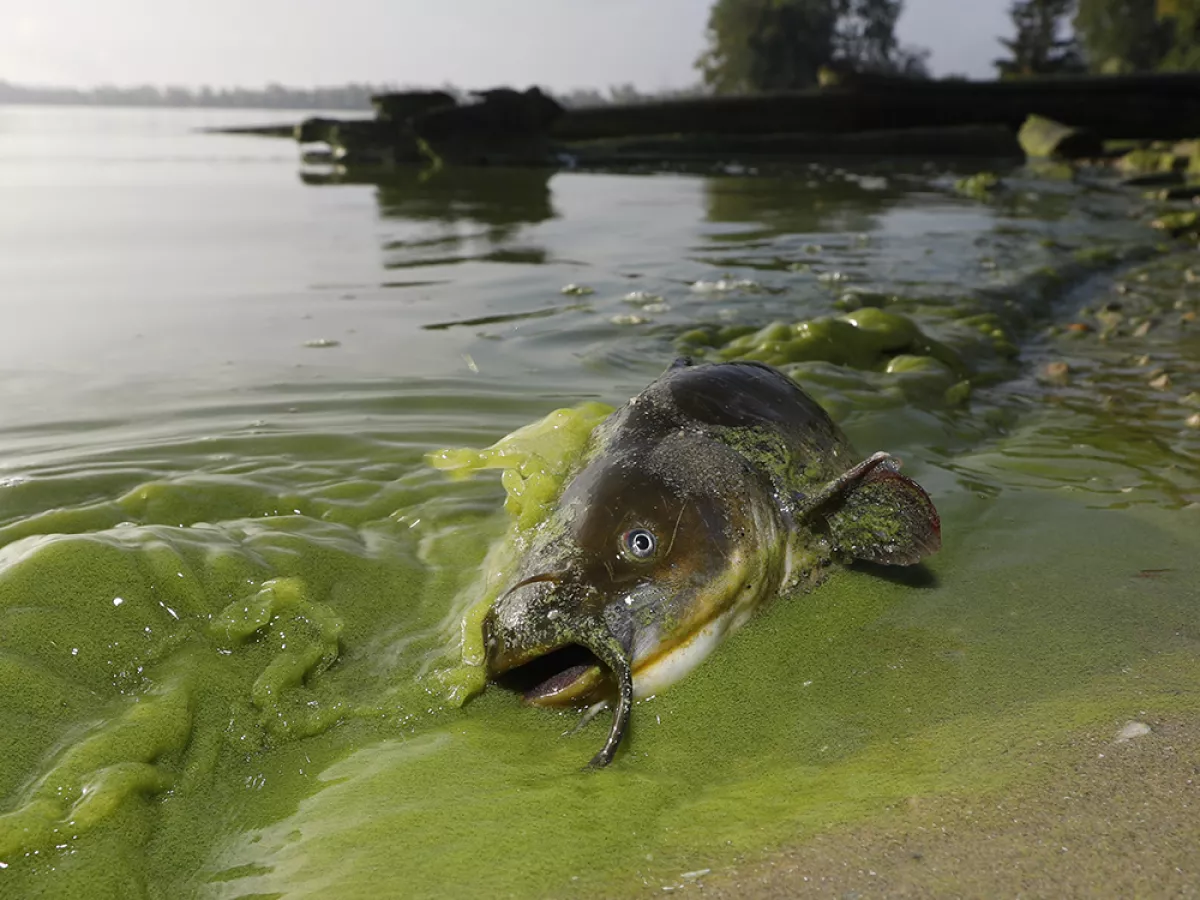 Warming Lakes Worldwide Could Mean More Toxic Algal Blooms