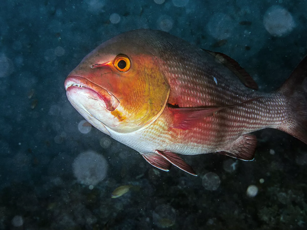 Wrapped in Red Snapper - Anglers Journal - A Fishing Life